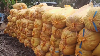 Nông dân huyện Hòa Bình - tỉnh Bạc Liêu đang thu hoạch lúa bón phân hiệu Con Lười