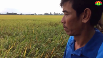 Hiệu quả chống đổ ngã của phân bón Con Lười - Chia sẻ của anh Trung tại Châu Thành, An Giang