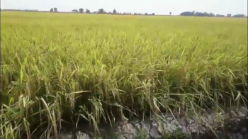 Đánh giá ruộng Nếp 4625 bón phân hiệu Con Lười tại Long An giai đoạn sắp thu hoạch