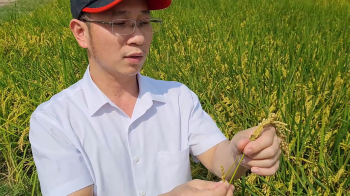 250 ha Lúa Nhật DS1 tại Hòn Đất - Kiên Giang| Sử dụng phân bón hiệu Con Lười