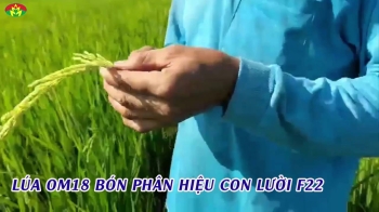 Ưu điểm nổi bật của ruộng lúa OM18 sử dụng phân bón Con Lười tại xã Vĩnh Thuận, Long An