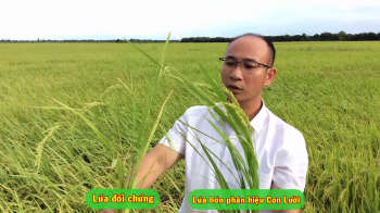 So sánh 60 ha lúa RVT bón phân hiệu Con Lười và lúa đối chứng tại huyện Hòn Đất - tỉnh Kiên Giang