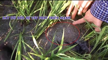 PHÂN BÓN HIỆU CON LƯỜI F22 - GIẢI PHÁP CẢI TẠO ĐẤT HIỆU QUẢ NGAY TRONG QUÁ TRÌNH CANH TÁC