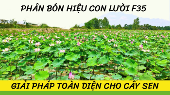 PHÂN BÓN HIỆU CON LƯỜI F35 - GIẢI PHÁP TOÀN DIỆN CHO CÂY SEN
