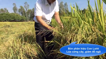 Video so sánh khả năng chống đổ của cây lúa bón bón phân hiệu Con Lười và lúa đối chứng