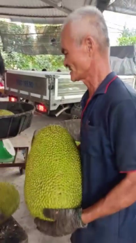 Mít sử dụng phân bón hiệu Con Lười - Trái lớn, nặng ký, cơm vàng, số lượng trái vô loại 1 rất cao