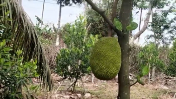 Nông Dân Trồng Mít tại Vĩnh Hưng, Long An Đạt Thành Quả Nổi Bật Nhờ Phân Bón Hiệu Con Lười F35