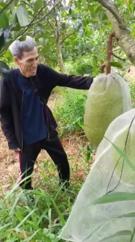 Thăm vườn mít của anh Tư tại xã Hòa Long, Lai Vung, Đồng Tháp sử dụng phân bón hiệu Con Lười F35