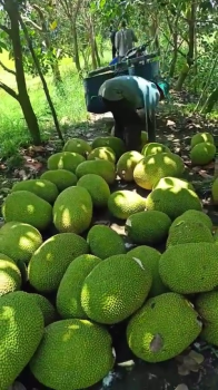 Nếu bà con đang loay hoay tìm loại phân bón phù hợp nhất cho cây mít, thì phân bón hiệu Con Lười F35 chính là giải pháp đáng tin cậy và hiệu quả lâu dài mà nhiều nhà vườn đã lựa chọn và tin dùng