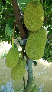 Vườn Mít Thái Xài Phân Bón Hiệu Con Lười F35 Của Chú Hai Nam Tại Xã Bình Phú, Huyện Châu Phú, Tỉnh An Giang