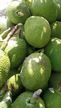 Thành quả vườn mít thái của anh Be tại xã Mỹ Phú, huyện Châu Phú, tỉnh An Giang xài phân bón hiệu Con Lười F35