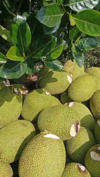 Thành Quả Vườn Mít Thái Sử Dụng Phân Bón Hiệu Con Lười F35 Của Anh Dũng Tại Xã Mỹ Phú , huyện Châu Phú, tỉnh An Giang