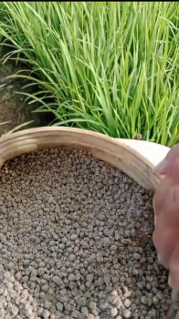Anh Đức tại xã Đào Hữu Cảnh, huyện Châu Phú, tỉnh An Giang đang rải phân bón hiệu Con Lười F35 đón đòng cho lúa vụ Hè Thu