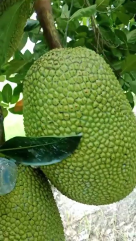 Ghi hình tại vườn mít của chú Ba Nam tại xã Thạnh Phú, huyện Châu Phú, tỉnh An Giang đang xài phân bón hiệu Con Lười F35