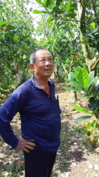 Nông Dân Trồng Mít Bật Mí Bí Quyết Phục Hồi Vườn Mít Lão Hiệu Quả Nhờ Phân Bón Hiệu Con Lười F35