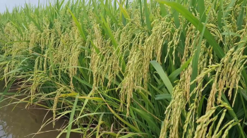 Ghi hình thành quả lúa bón phân hiệu Con Lười F35 của nhà anh Út tại xã Vĩnh Lợi, huyện Tân Hưng, tỉnh Long An