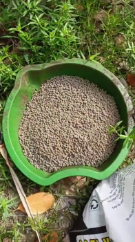 Quy Trình Sử Dụng Phân Bón Hiệu Con Lười F35 Cho Vườn Mít Làm Bông Mùa Nghịch