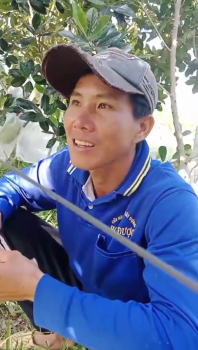 Hầu Hết Bà Con Trồng Mít Tại An Giang Tin Dùng Phân Bón Con Lười F35 Cho Vụ Mít Nghịch