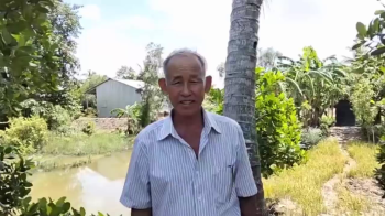 Vườn mít lão của chú Sáu tại Tuyên Thạnh, Tây Ninh xài phân bón hiệu Con Lười F35 - Cây xanh lá bóng - trái sai trĩu