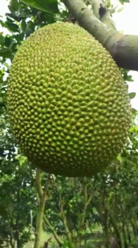Phân Bón Hiệu Con Lười F35 – Bí quyết giúp vườn mít lão khỏe mạnh, cây xanh, lá bóng, ra trái đều quanh năm