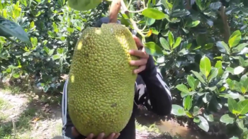 CÂU CHUYỆN LÀM MÍT CỦA ANH TRÍ TẠI CÁI BÈ – TIỀN GIANG - BÍ QUYẾT TỪ XÀI PHÂN BÓN HIỆU CON LƯỜI F35