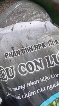 QUY TRÌNH XÀI PHÂN BÓN HIỆU CON LƯỜI F35 CHO VƯỜN MÍT TRONG MÙA MƯA