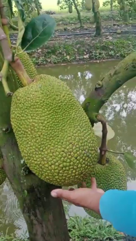 Anh Nhàn tại xã Thạnh Mỹ Tây, huyện Châu Phú, tỉnh An Giang chia sẻ hiệu quả của phân bón hiệu Con Lười F35 cho vườn mít thái