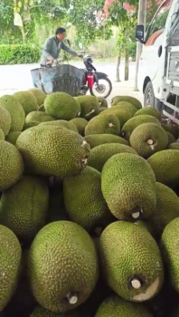 Ngày 03/11/2025, anh Triệu Ở Đồng Tháp Thu Hoạch 2 Tấn Mít Thái Đẹp Tuyệt Vời Nhờ Dùng Phân Bón Hiệu Con Lười F35