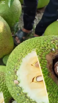 TEST CƠM MÍT THÁI XÀI PHÂN BÓN HIỆU CON LƯỜI F35 – NHÌN LÀ THẤY MÊ!