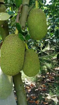 Mời Bà Con An Giang Ghé Thăm Vườn Mít Thái Đang Mang Trái Xài Phân Bón Hiệu Con Lười F35 – Hiệu Quả Rõ Rệt