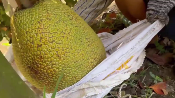 Phân Bón Hiệu Con Lười F35 – Bí Quyết Giúp Mít Ruột Đỏ Nây Trái, Mã Đẹp, Tỷ Lệ Loại 1 Cao