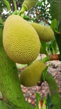 Vườn mít ruột đỏ của anh Cường tại xã Phú Long, Châu Thành, Đồng Tháp xài phân bón hiệu Con Lười F35