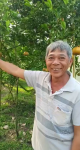 Thăm Vườn Quýt của Anh Coi Tại Lai Vung – Đồng Tháp Xài Phân Bón Hiệu Con Lười F35 nhìn là mê liền!
