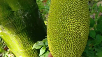 Ghé thăm vườn mít xài phân bón hiệu Con Lười F35 của anh Trí tại Tiền Giang