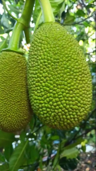 Ghé thăm vườn mít thái xài phân bón hiệu Con Lười F35 của anh Phụng ở Tân Hòa, Lai Vung, Đồng Tháp đẹp tuyệt vời!