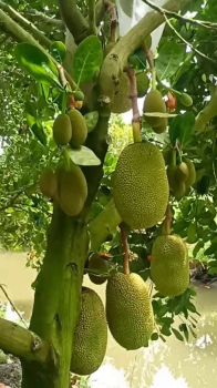 ĐÁNH GIÁ VƯỜN MÍT SAU HƠN 5 NĂM XÀI PHÂN BÓN HIỆU CON LƯỜI F35 – CÂY SUNG, TRÁI CHUYỀN, MÃ ĐẸP!