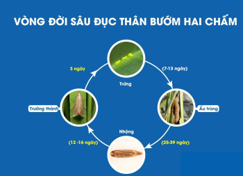 Bón phân hiệu Con Lười - giải pháp góp phần giảm sâu đục thân 2 chấm cho lúa vụ Hè Thu