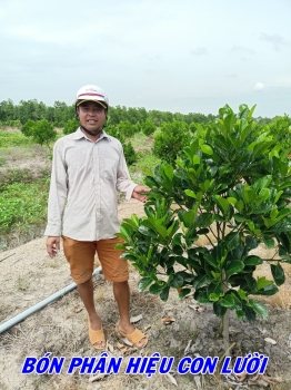 Vườn mít ruột đỏ của anh Đua tại Tháp Mười, tỉnh Đồng Tháp bón phân hiệu Con Lười F35