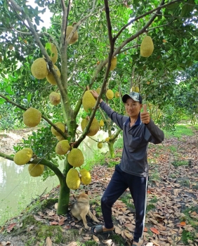 Mít ruột đỏ ở làng hoa Sa Đéc, Đồng Tháp lần đầu tiên sử dụng phân bón hiệu Con Lười F35