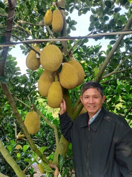 Vườn mít ruột đỏ của chú Nổi tại xã Phú Thọ, huyện Tam Nông, Đồng Tháp sử dụng phân bón hiệu Con Lười F35