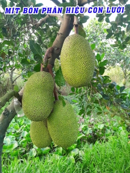 Phục Hồi Vườn Mít Lão 6 Năm Tuổi Thành Công Nhờ Phân Bón Hiệu Con Lười F35
